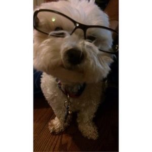 Meet your Posher, Daisy